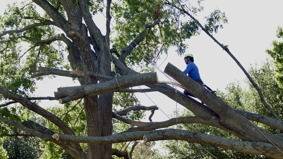 Professional Hazardous Tree Removal performed by certified arborists in Selby
